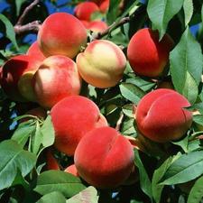 نهال ضمانتی