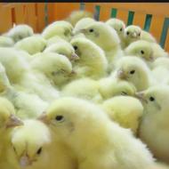 جوجه گوشتی درجه یک همراه بافروش دان