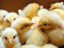 جوجه گوشتی همراه با فروش دان در شیپور