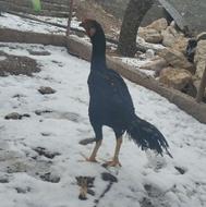 تخم مرغ لاری اوشامو یتیغ مشکی وپشت آتشی