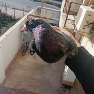 یک کبوتر نر