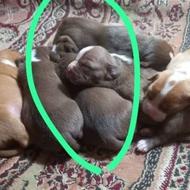 توله پیت پول عاص