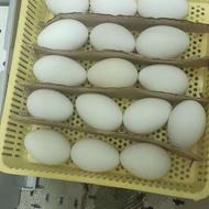 تخم غاز نطفه دار