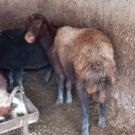 یه عدد گوسفند شیشک درشت 1شکم