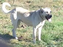 ماده پژدر به شرط واگذاری در شیپور