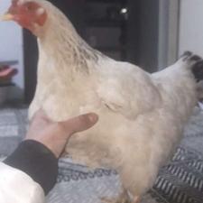 مرغ محلی ارگانیک وزن 3کیلو نیم تخم گذار چهار عدد