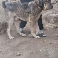 واگذاری دوتا توله یکی ماده یکی نر جا ندارم