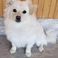 واگذاری سگ اشپیتز پامر ماده اهلی