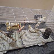 عروس هلندی های دستی و ارام با تخم نطفه دار