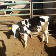 یک راس گوساله نر