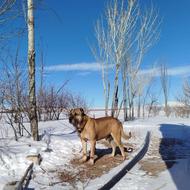 سگ سرابی اصل واگذاری