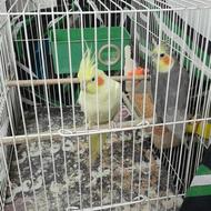 طوطی عروس زرد و طوسی