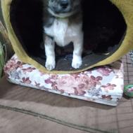 واگذاری رایگان پامر اشیپز 5 ماه