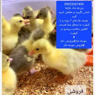 فروش جوجه غاز اصیل و محلی تضمینی 150000 تومان