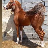 اسب کرد کره پهلوان لارتی