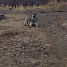 واگذاری سگ سرابی