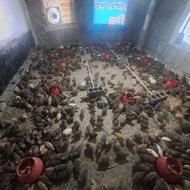 بلدرچین درجه یک