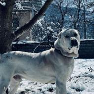 این سگ دزدیده شده از یابنده تقاضا میشود اطلاع رسانی کنه