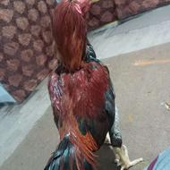 خروس داری بشرت