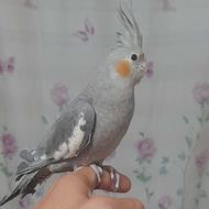 عروس هلندی اهلی نر