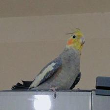 عروس هلندی نر صحبتی