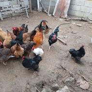 خروس محلی سالم