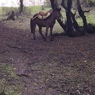 فروش اسب دو ساله یورقه