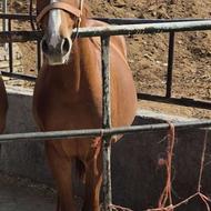 ‌‌‌‌‌اسب،کره شورش ،کردعرب نریون 2 ساله