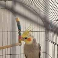 طوطی عروس سخنگو