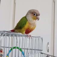 طوطی گرینچیک