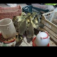 فروش بچه غاز