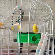 مرغ عشق نرو ماده مولد زرد تک رنگ چشم شرابی