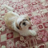 واگذاری سگ شیتزو.