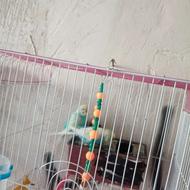 مرغ عشق رنگین کمانی مولد