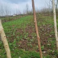 فروش زمین توی بهترین لوکیشن رشت روستای آینده دار منگوده