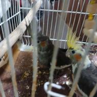 2عدد پرنده عروس هلندی