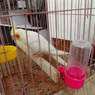 طوطی عروس نر