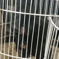 لاری4ماهه درشت