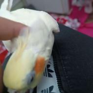 عروس هلندی اهلی ماده