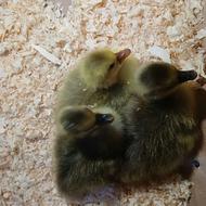 10 عدد غاز کته