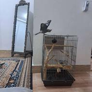 فروش عروس هلندی