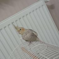 عروس هلندی رنگ توسی روشن کاملا سالم