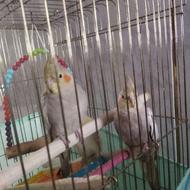 عروس هلندی 6ماهه