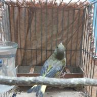 سهره، سهره سبز، قناری