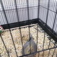 عروس هلندی جفت نرش هم دستیه هم صحبتی