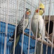 یک جفت عروس هلندی مولد