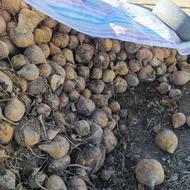 فروش چغندر دامی ذرت علوفه ای تفاله تر