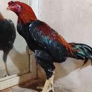 ‌خروس‌‌ فروشی