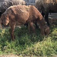 فروش بره نر عاس