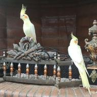 طوطی عروس لوتینو رام رام